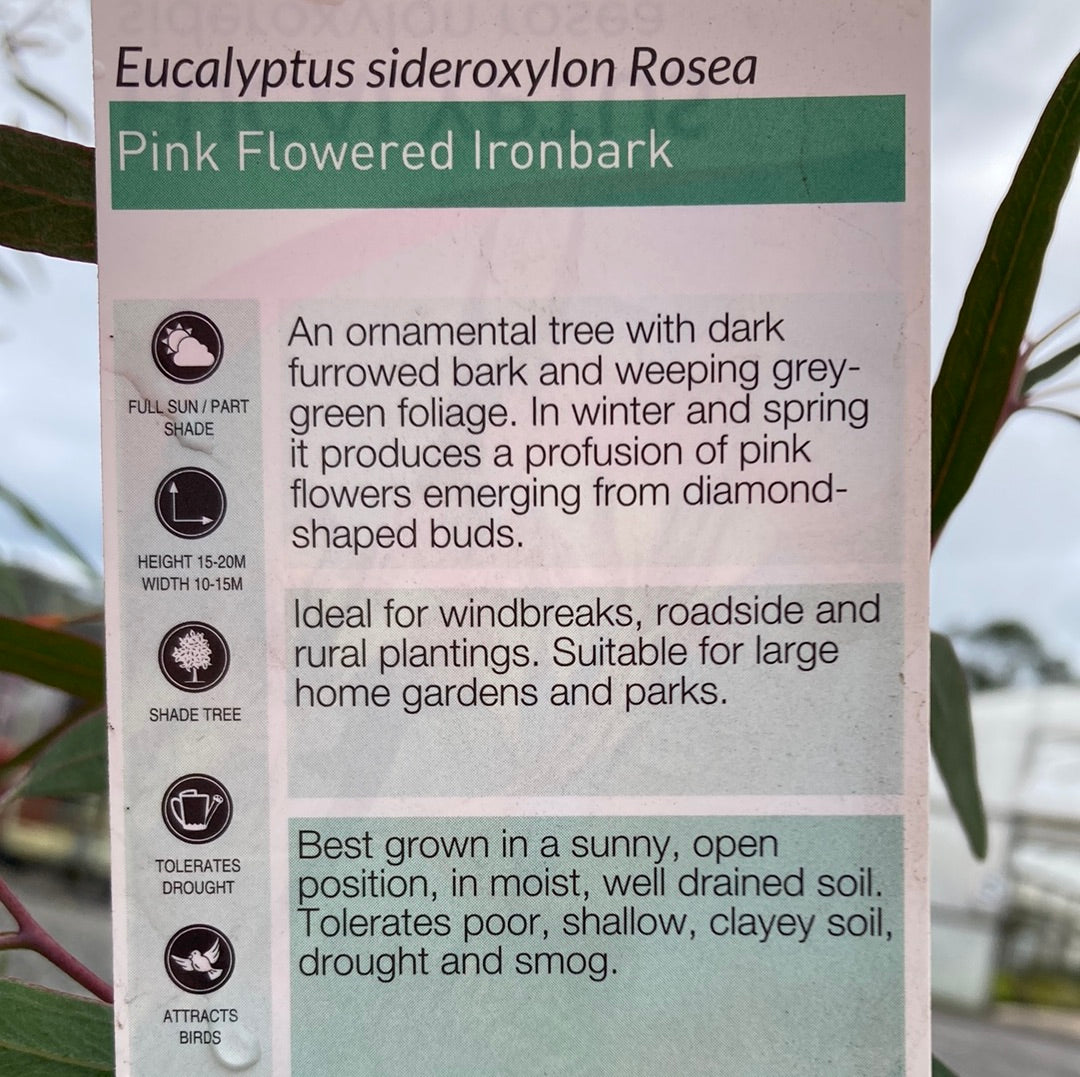 Eucalyptus sideroxylon Rosea 20cm