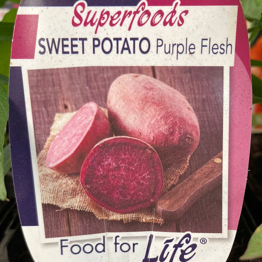 Sweet Potato Purple Flesh 100mm