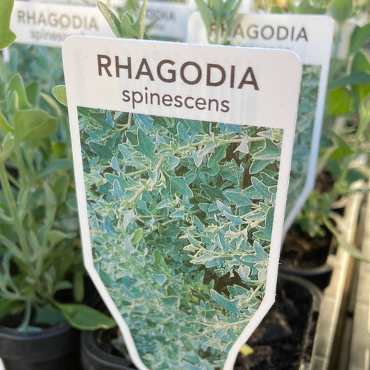 Rhagodia spinescens 7cm