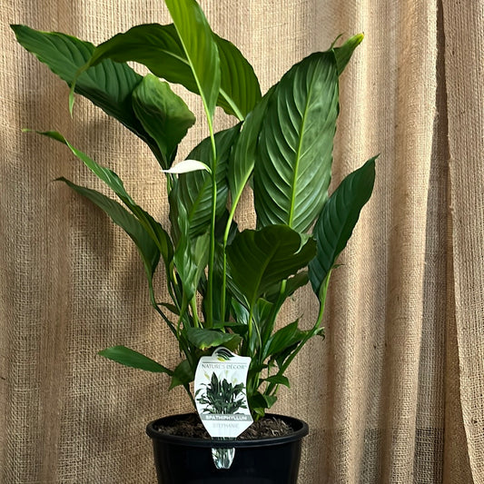 Spathiphyllum Peace Lily 'Stephanie' 20cm