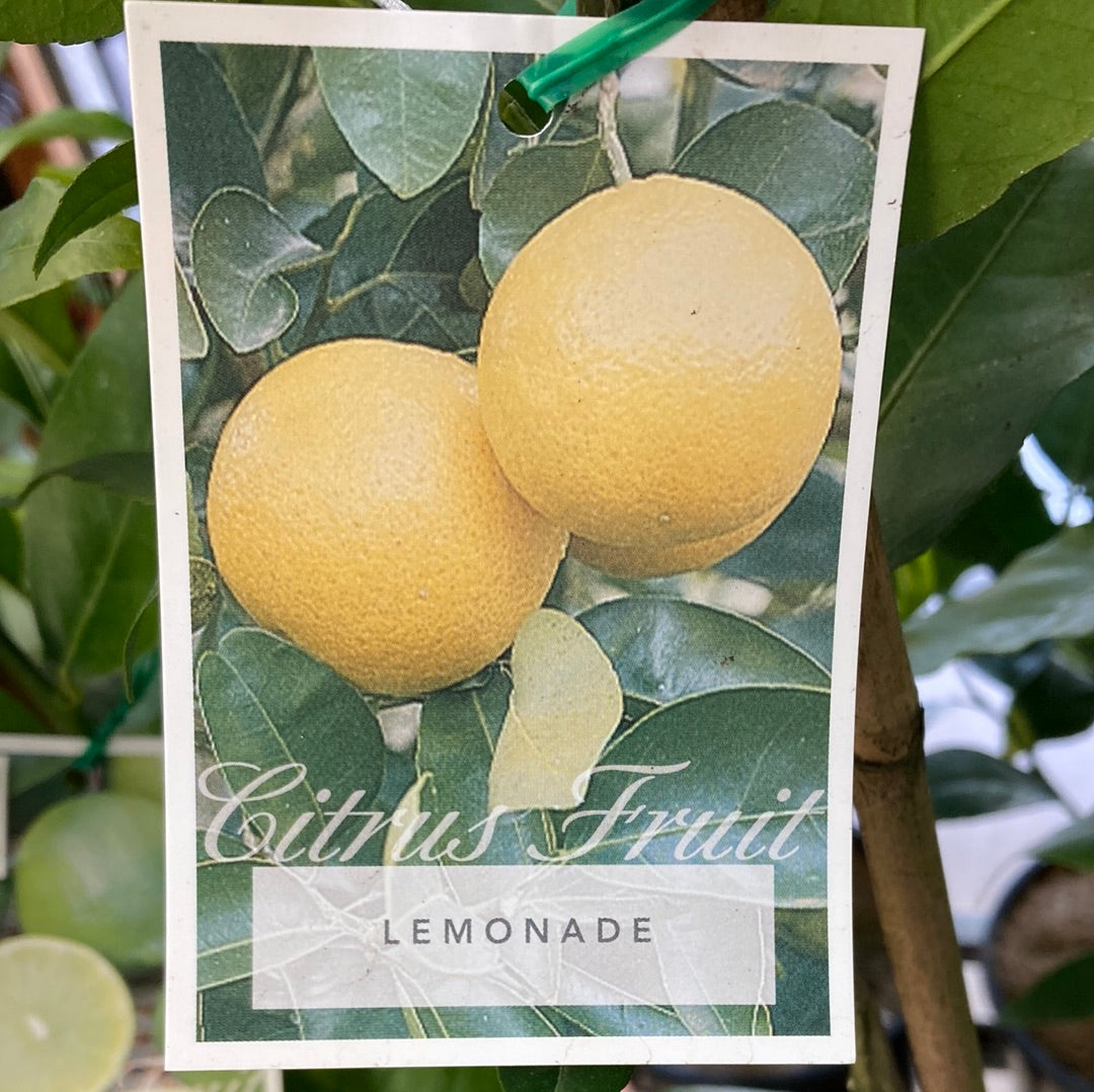 Lemonade Lemon Yarra View Garden Centre Mount Evelyn