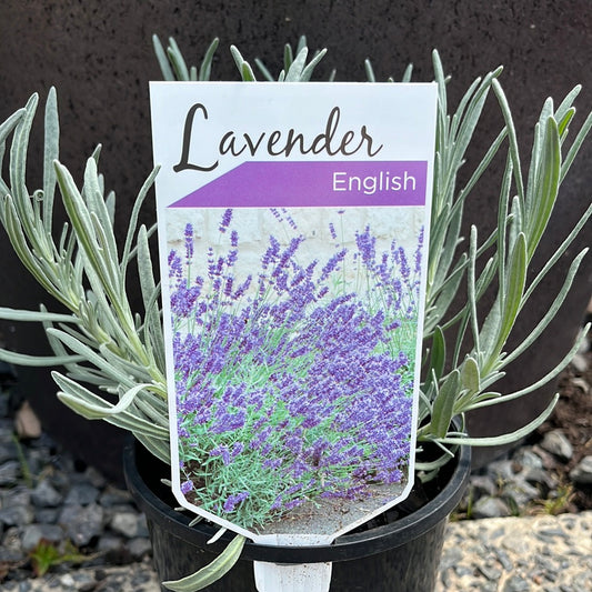 Lavender English 14cm