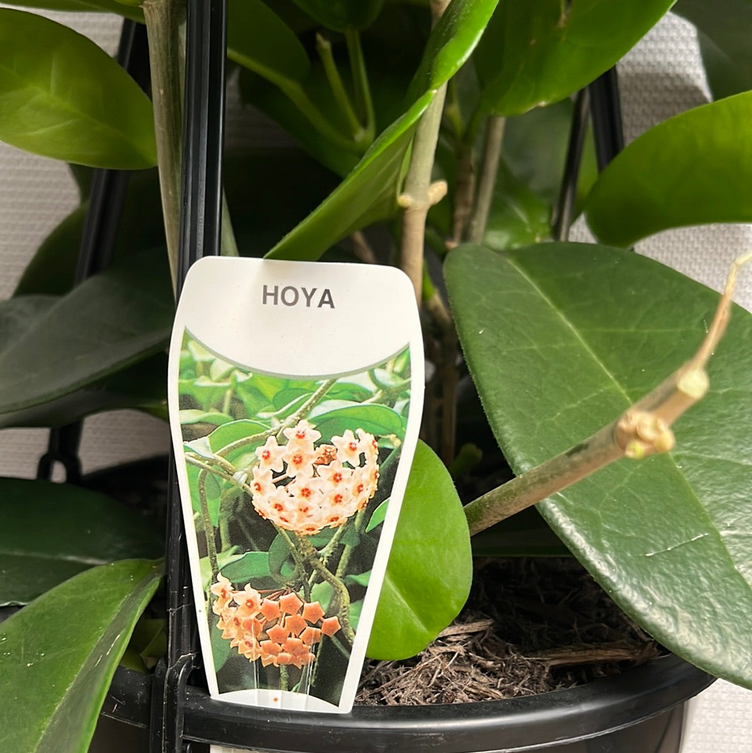 Hoya carnosa Pink 20cm