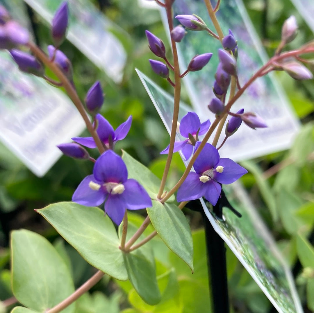 Veronica perfoliata ‘Diggers Speedwell’ 7cm