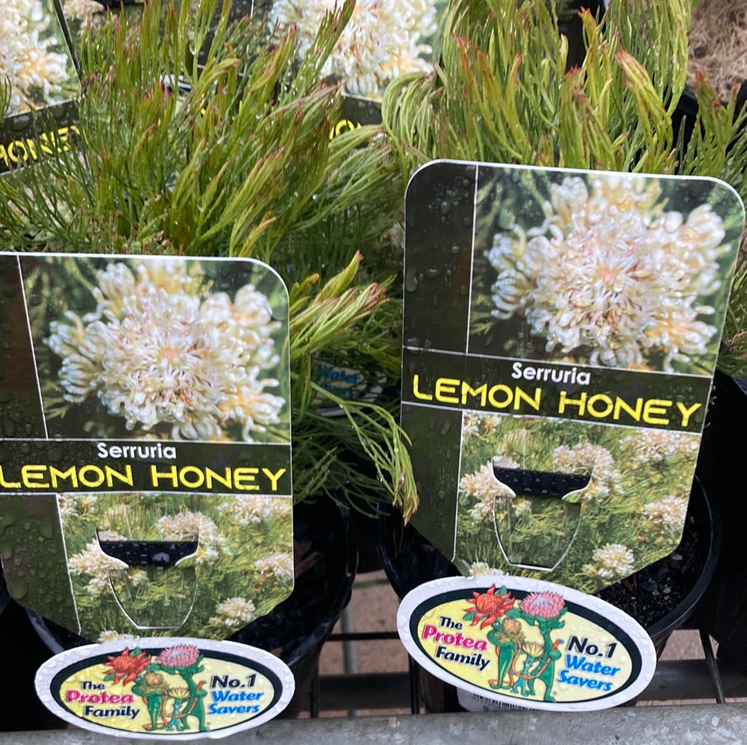 Serruria glomerata 'Lemon Honey' 20cm