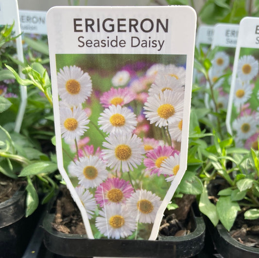 Erigeron ‘Seaside Daisy’ 7cm