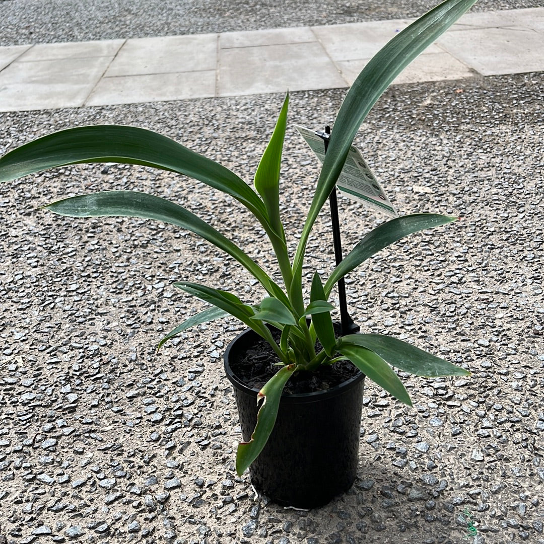 Arthropodium cirratum 'Matapouri Bay' 14cm