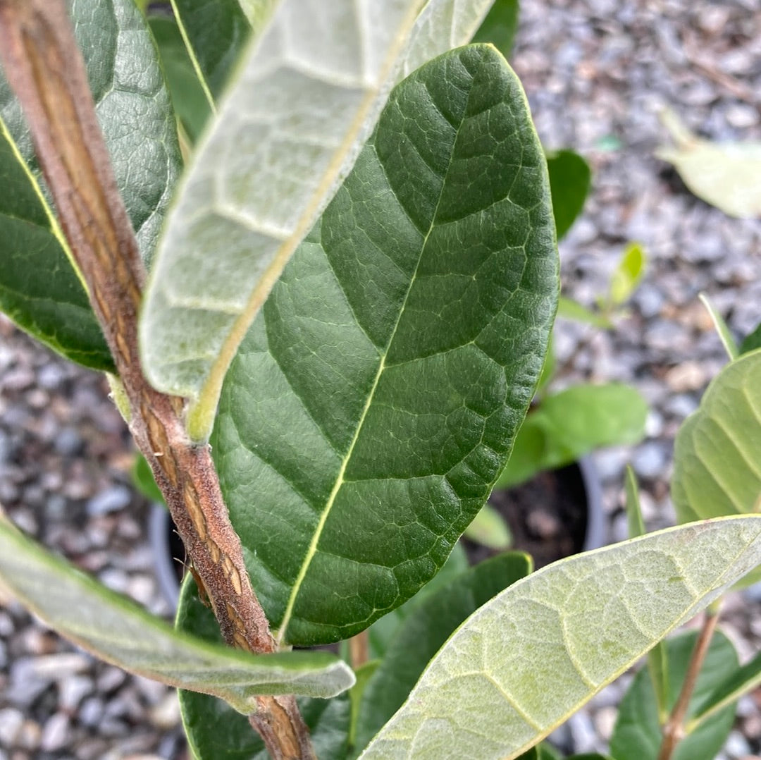 Guava Feijoa sellowiana 20cm