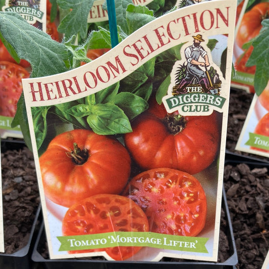 Tomato ‘Mortgage Lifter’ Heirloom 100mm