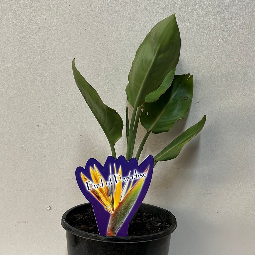 Strelitzia reginae 20cm