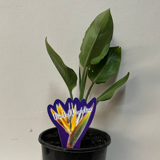 Strelitzia reginae 20cm