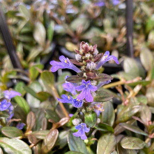 Ajuga 'Chocolate Chip' 14cm