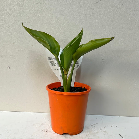 Strelitzia reginae 14cm