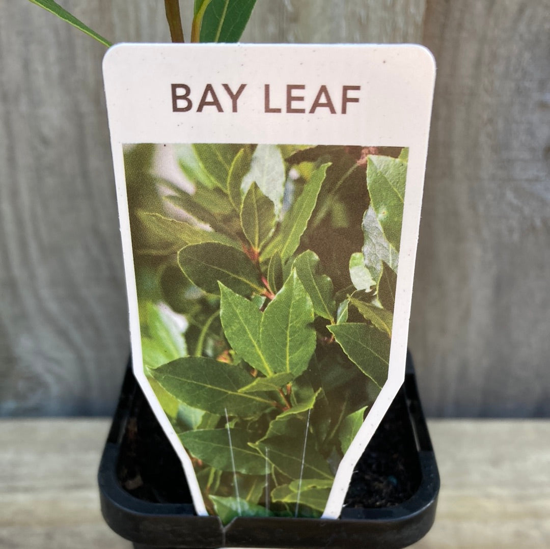 Laurus nobilis 'Bay Leaf' 7cm