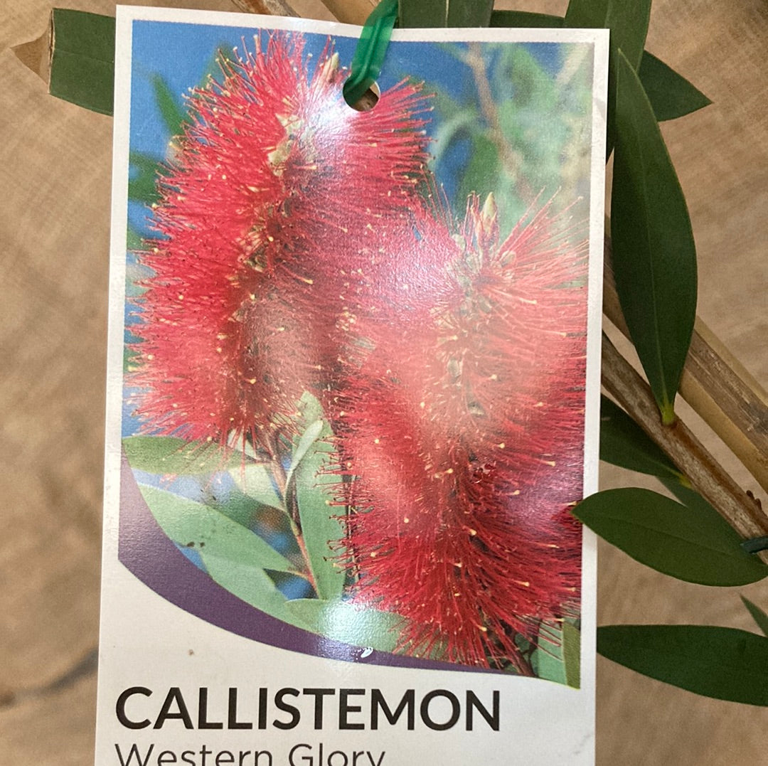 Callistemon ‘Western Glory’ 20cm