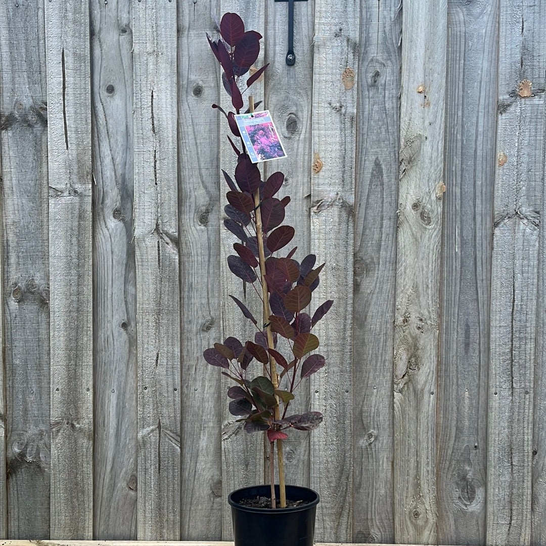 Cotinus 'Purple Smoke Bush' 18cm