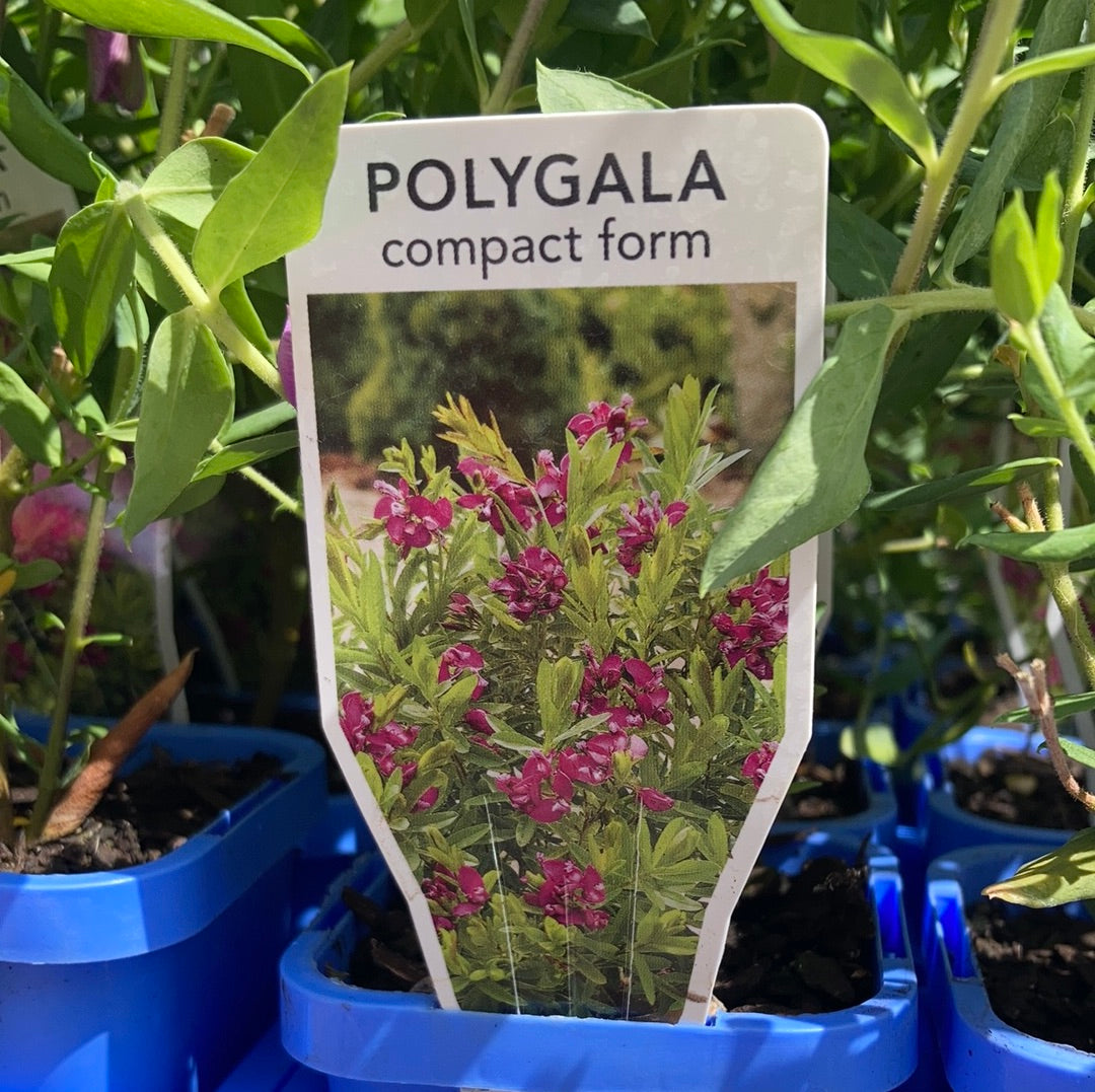 Polygala  dalmaisiana compact form 7cm