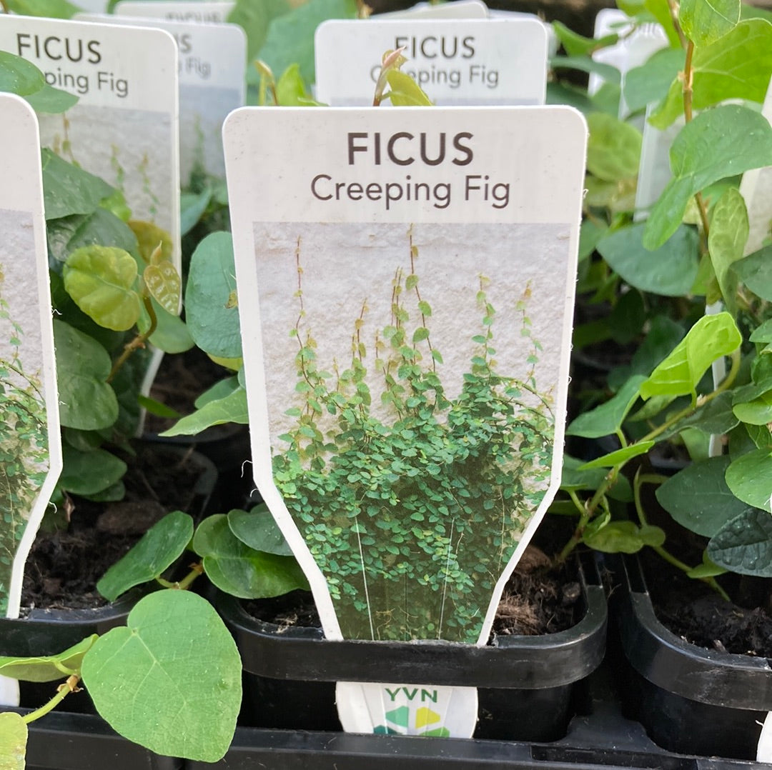 Ficus pumila 'Creeping Fig' 7cm