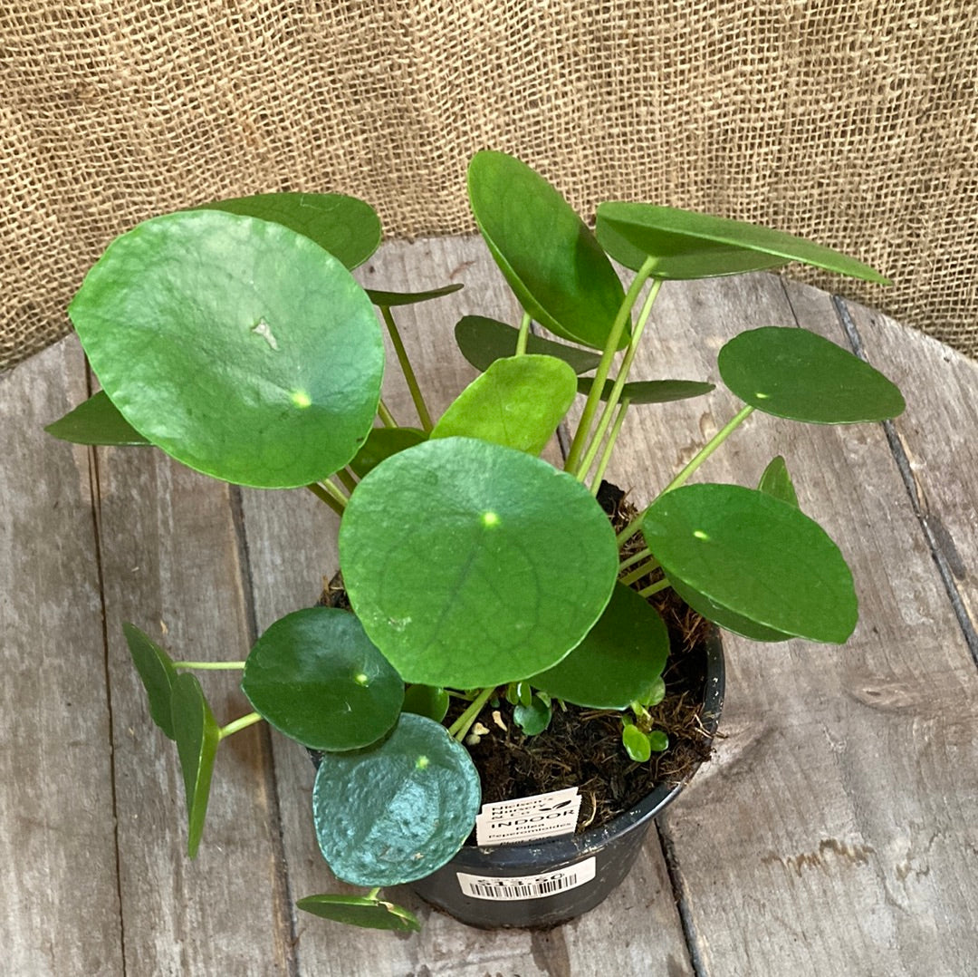 Pilea peperomioides 'Chinese Money Plant' 12cm