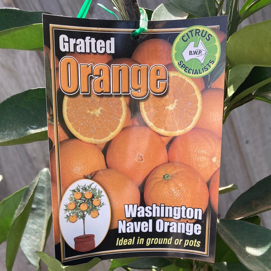 Orange Washington Navel Grafted 5L