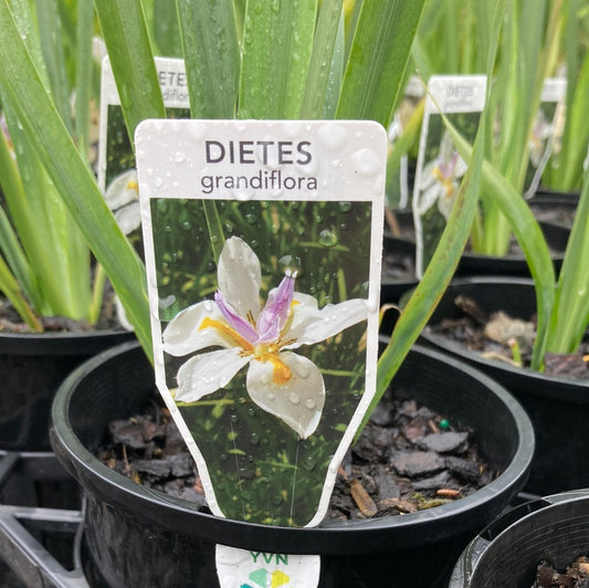 Dietes grandiflora 14cm