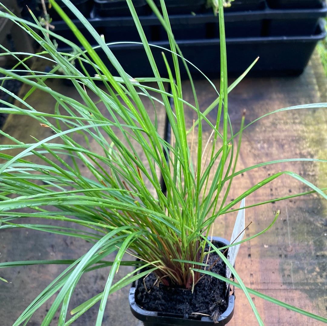Poa ensiformis 'Purple-sheath tussock grass' 7cm