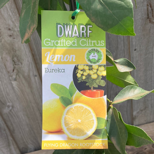 Lemon Eureka Grafted Dwarf  5L