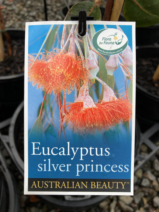 Eucalyptus Silver Princess Yarra Valley Nursery