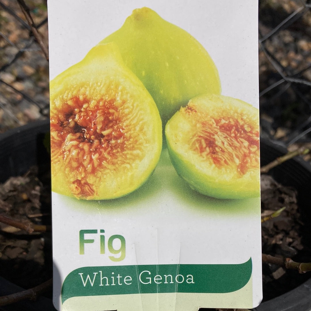 Ficus 'Fig White Genoa' 20cm