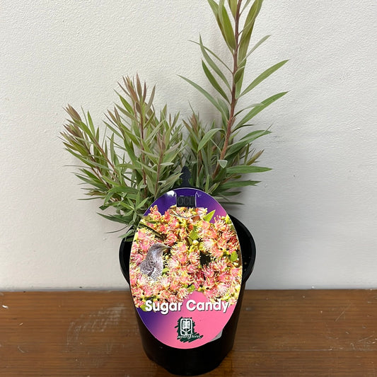 Callistemon sieberi 'Sugar Candy' 14cm