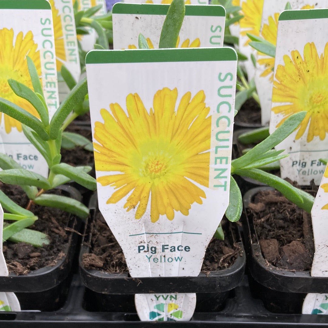 Mesembryanthemum Pig face 'Yellow' 7cm