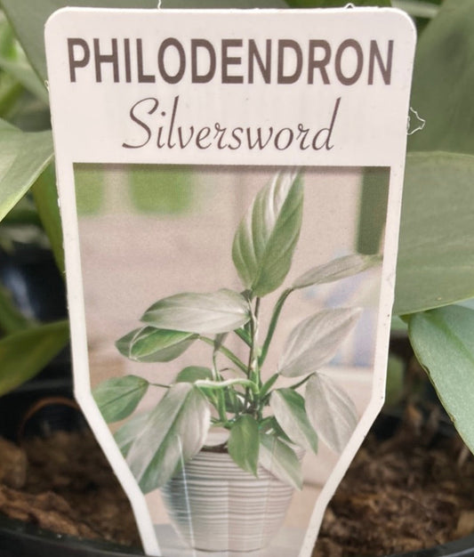 Philodendron hastatum 'Silver Sword' Totem Pole 20cm