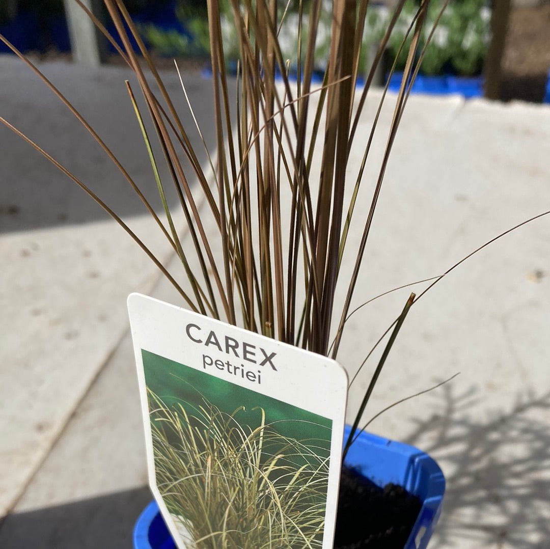 Carex petriei 7cm