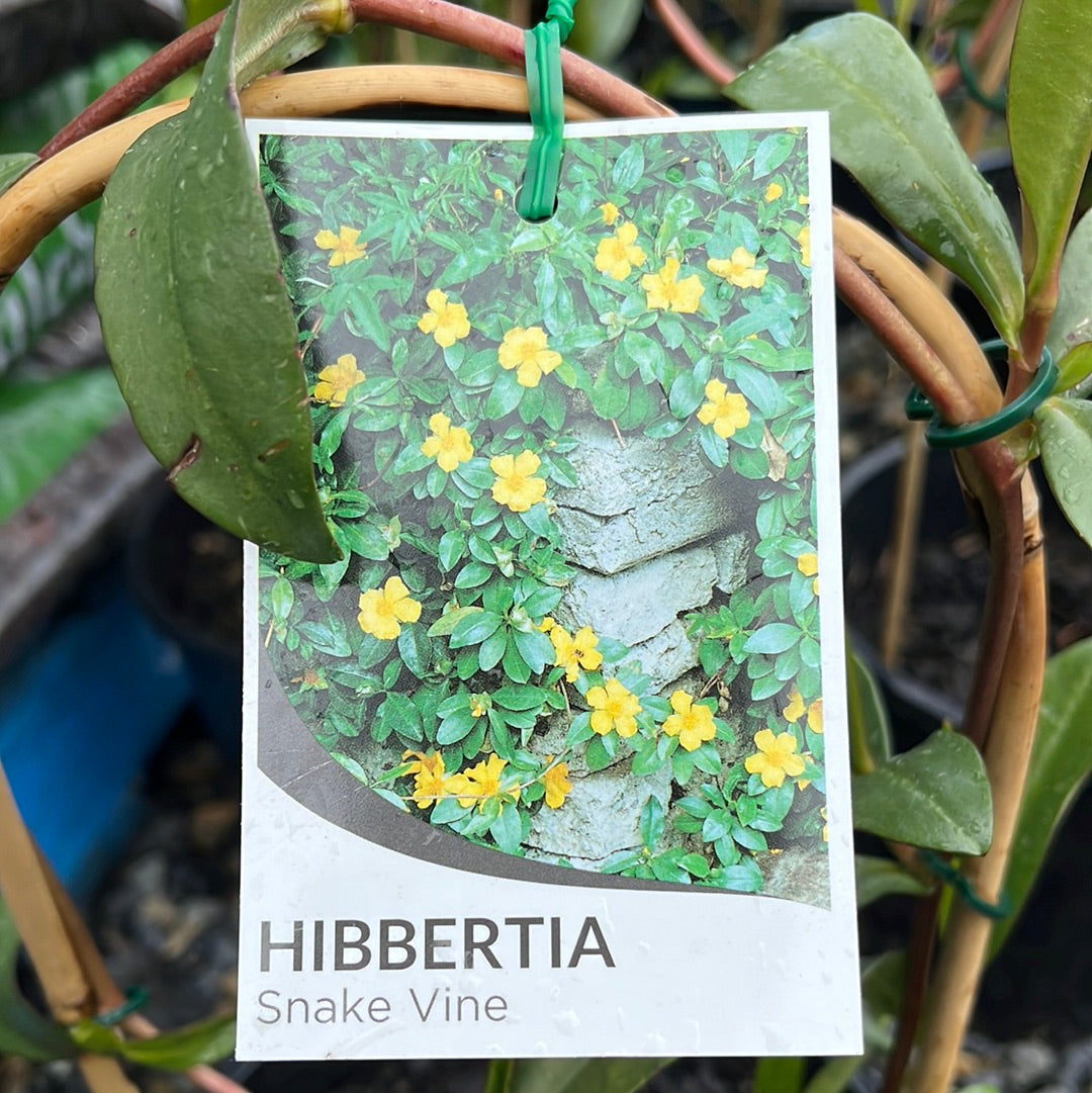 Hibbertia Snake Vine Yarra View Garden Centre Mount Evelyn