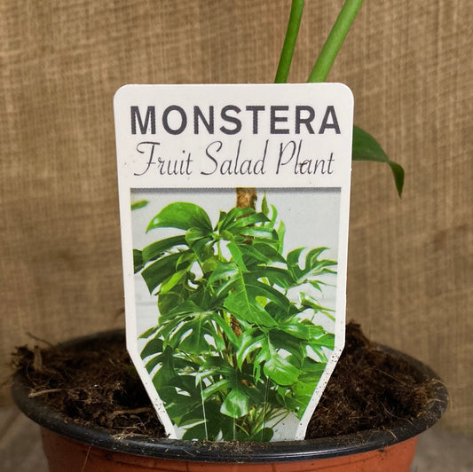 Monstera deliciosa Yarra View Garden Centre Mount Evelyn