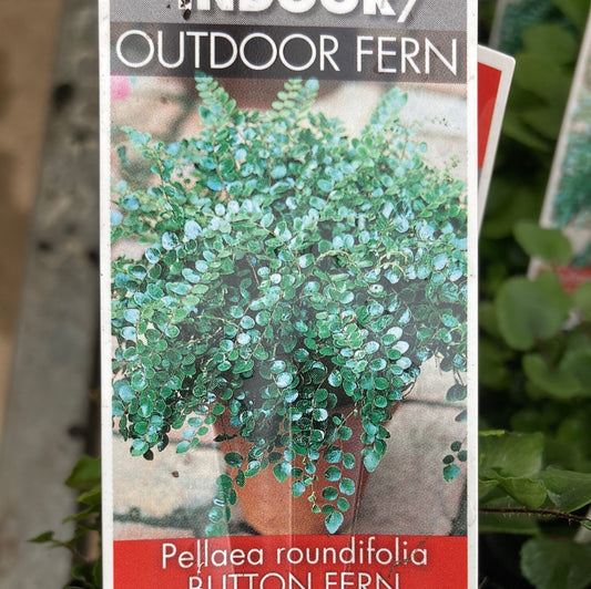 Pellaea rotundifolia 'Button Fern' 7cm