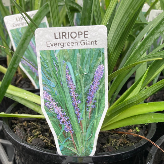 Liriope ‘Evergreen Giant’ 14cm