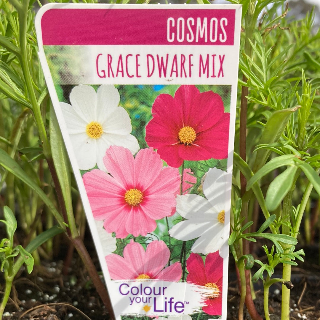 Cosmos Grace Dwarf Mix Punnet