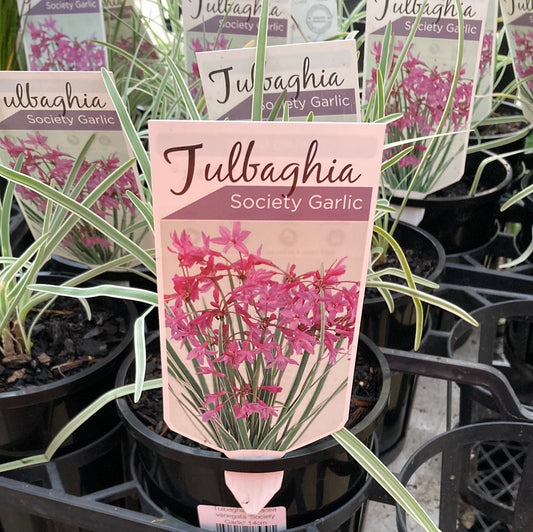 Tulbaghia violacea variegata 'Society Garlic' 14cm