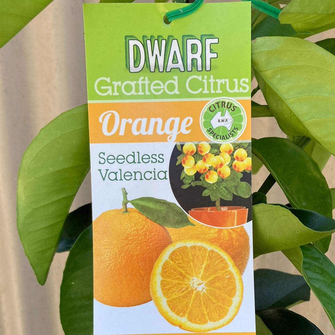 Orange 'Valencia Seedless' Grafted Dwarf 5L