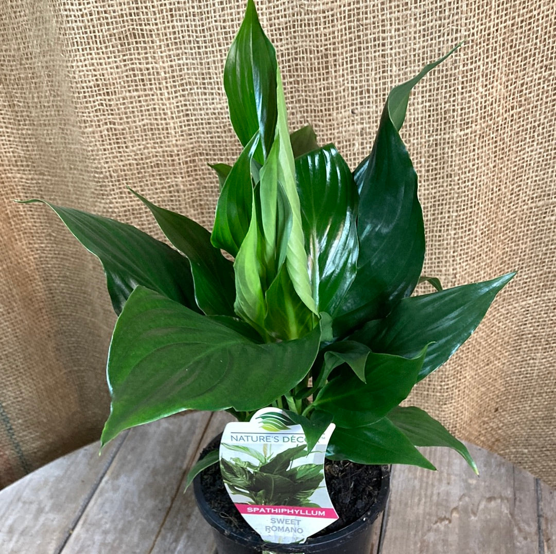 Spathiphyllum 'Sweet Romano' 14cm