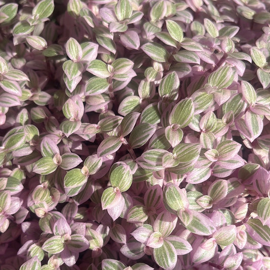 Callisia Pink Lady Yarra Valley Nursery