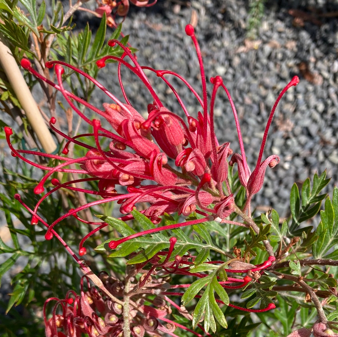 Grevillea Little Robyn Yarra View Garden Centre Mount Evelyn