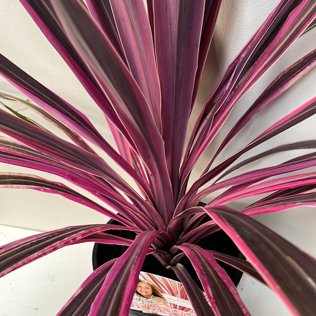 Cordyline Passion Pink 20cm