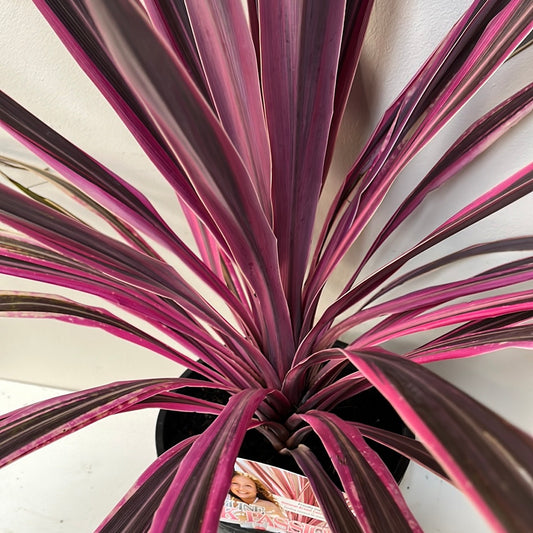 Cordyline Passion Pink 20cm