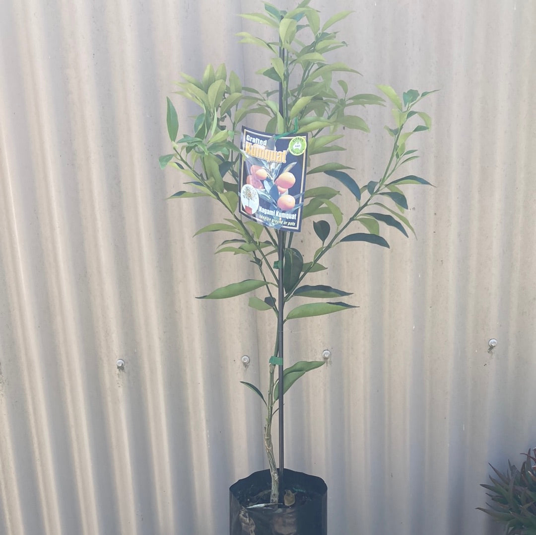 Cumquat Nagami Grafted 5L