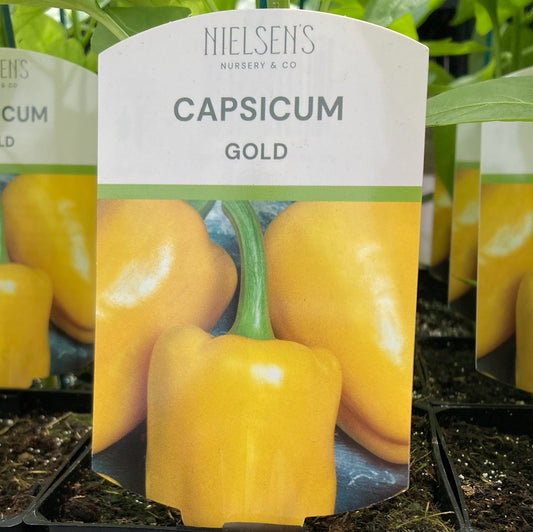 Capsicum Gold 100mm