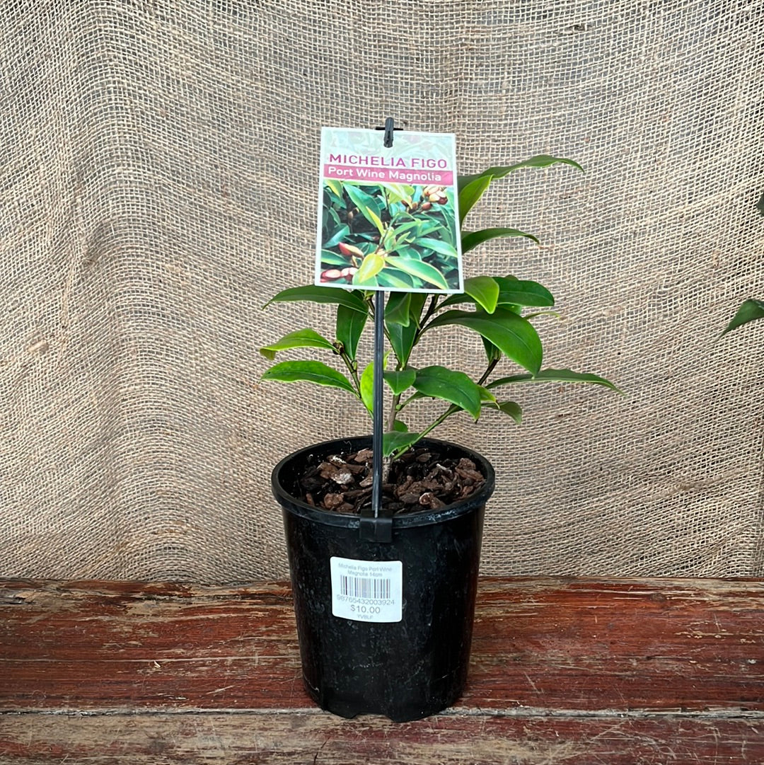 Michelia Figo Port Wine Magnolia 14cm