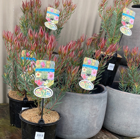 Leucadendron salignum 'Red Countess' 25cm