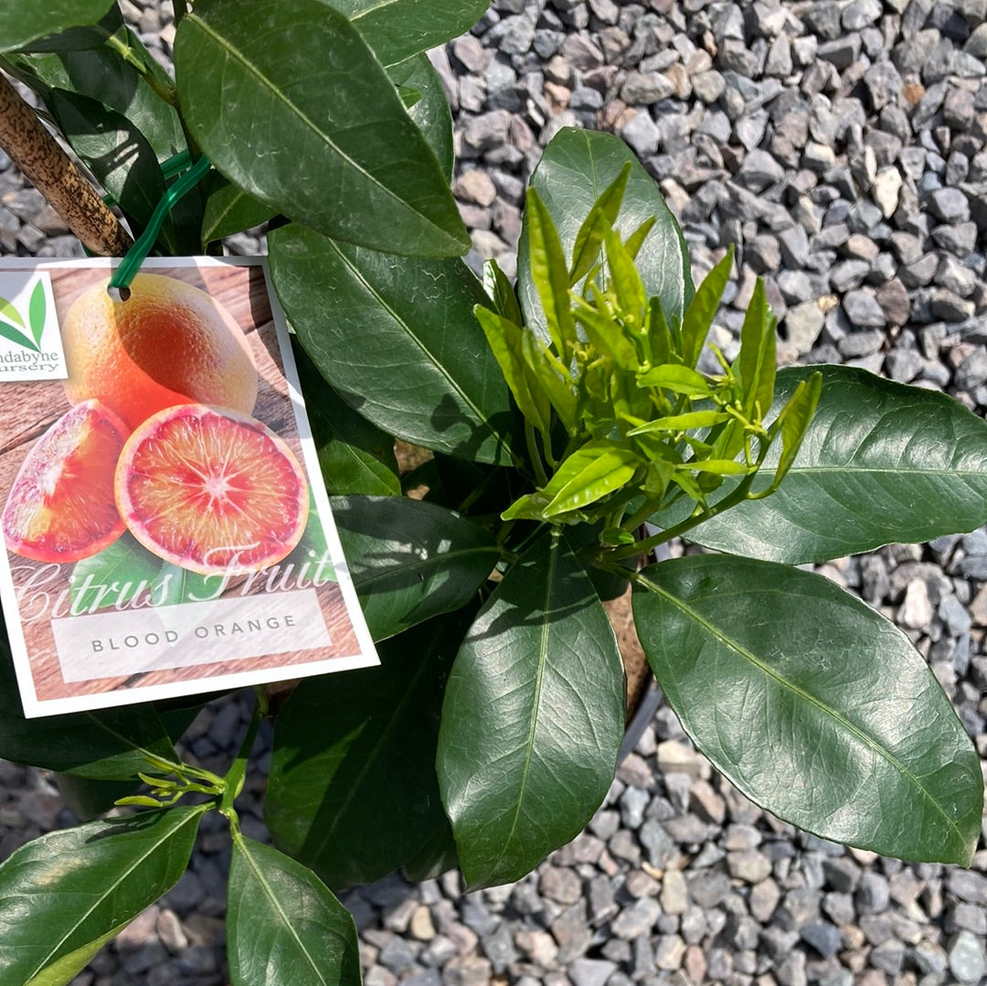 Blood Orange Yarra View Garden Centre Mount Evelyn